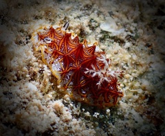Halgerda tessellata