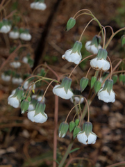 Trichodesma physaloides
