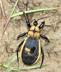 Ectrichodia crux