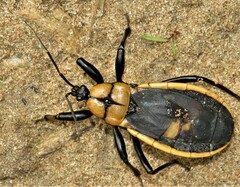 Ectrichodia crux