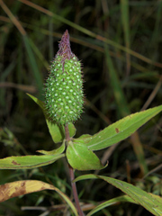 Coleus ciliatus