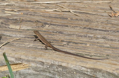 Takydromus wolteri