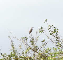 Hypsipetes amaurotis