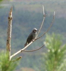 Hypsipetes amaurotis