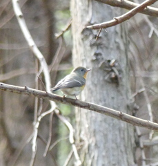 Ficedula mugimaki