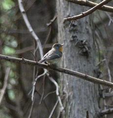 Ficedula mugimaki