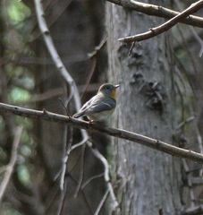 Ficedula mugimaki