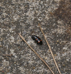 Glischrochilus japonius