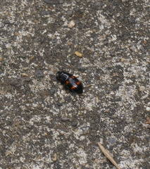 Glischrochilus japonius