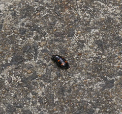 Glischrochilus japonius