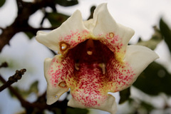 Rothmannia engleriana