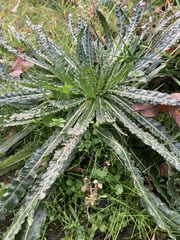 Reseda luteola
