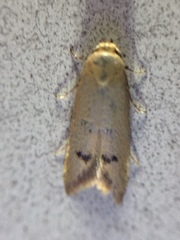 Tachystola hemisema