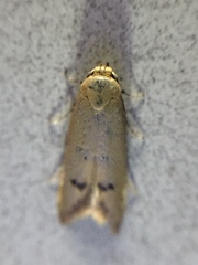 Tachystola hemisema