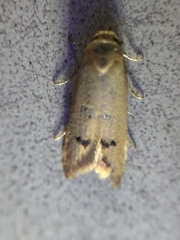 Tachystola hemisema