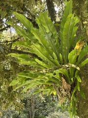 Thamnopteris