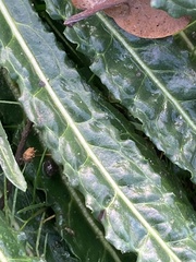 Reseda luteola