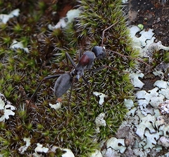 Myrmophyma