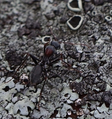 Myrmophyma