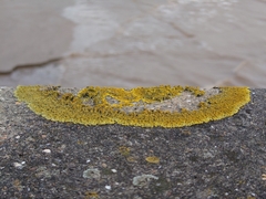 Xanthoria
