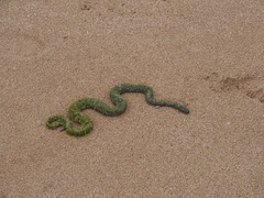 Acrochordus granulatus