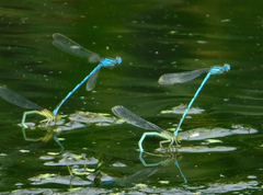 Erythromma lindenii