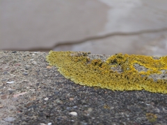 Xanthoria
