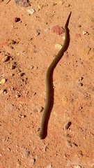 Lycodonomorphus inornatus