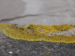 Xanthoria