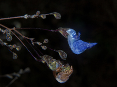 Coleus