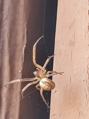 Zygiellinae