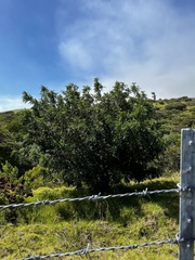 Sophora chrysophylla