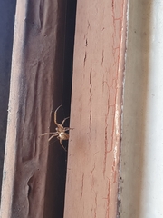 Zygiellinae
