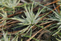 Peronospora vernalis