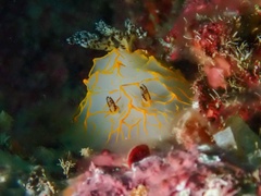 Halgerda guahan