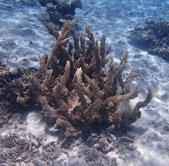Acropora florida