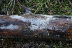 Botryobasidium subcoronatum