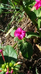 Mirabilis