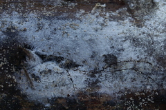 Botryobasidium subcoronatum