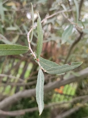 Salix salviifolia
