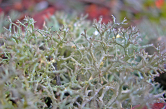 Cladonia rangiformis