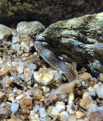 Onychodactylus koreanus