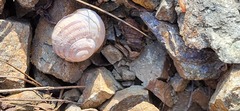 Helix albescens