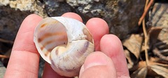 Helix albescens