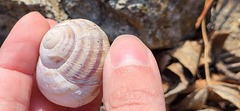 Helix albescens