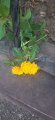 Lantana camara