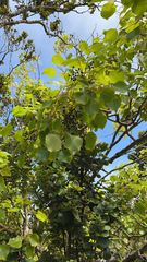 Cheirodendron trigynum