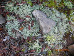 Cladonia rangiformis
