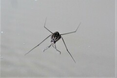 Eurymetra natalensis