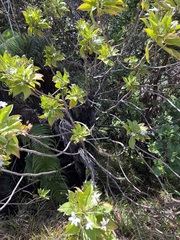 Scaevola chamissoniana